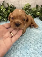 Walter, a male Cavalier King Charles Spaniel for sale in West Point, IA – 8 of 9
