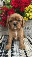 Ruby, a female Cavalier King Charles Spaniel for sale in West Point, IA – 4 of 9