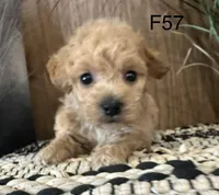 Willow, a female Maltipoo for sale in West Point, IA – Photo 1 of 10