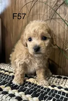 Willow, a female Maltipoo for sale in West Point, IA – Photo 6 of 10