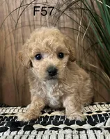 Willow, a female Maltipoo for sale in West Point, IA – Photo 5 of 10