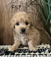 Willow, a female Maltipoo for sale in West Point, IA – Photo 4 of 10