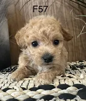 Willow, a female Maltipoo for sale in West Point, IA – Photo 7 of 10