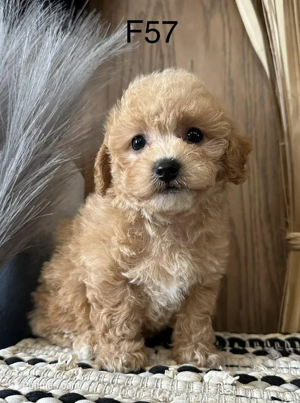 Willow – Maltipoo puppy for sale in West Point, IA