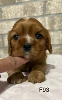 Lilly, a female Cavalier King Charles Spaniel for sale in West Point, IA – 6 of 10