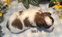 Coco, a male Bichon Frise and Shih Tzu for sale in West Point, IA – 8 of 9