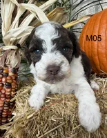 Zeus, a male Poodle - Miniature  for sale in West Point, IA – 10 of 10