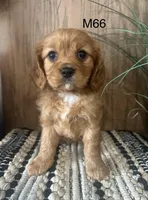 Henry, a male Cavalier King Charles Spaniel for sale in West Point, IA – Photo 9 of 10