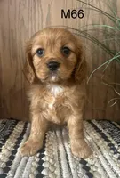 Henry, a male Cavalier King Charles Spaniel for sale in West Point, IA – Photo 3 of 10