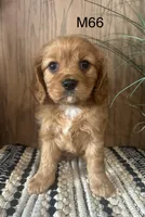 Henry, a male Cavalier King Charles Spaniel for sale in West Point, IA – Photo 8 of 10