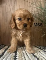 Henry, a male Cavalier King Charles Spaniel for sale in West Point, IA – Photo 4 of 10