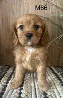 Henry, a male Cavalier King Charles Spaniel for sale in West Point, IA – Photo 5 of 10