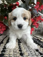 Ellie, a female Cavachon for sale in West Point, IA – 7 of 10