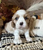 Dawson, a male Cavalier King Charles Spaniel for sale in West Point, IA – 2 of 8