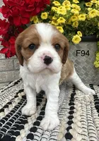Daisy , a female Cavalier King Charles Spaniel for sale in West Point, IA – 6 of 9