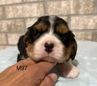 Bruno, a male Cavalier King Charles Spaniel for sale in West Point, IA – 2 of 10