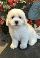 Frank, a male Maltipoo for sale in West Point, IA – 7 of 10