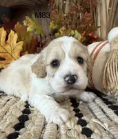 Oakley, a male Cockapoo for sale in West Point, IA – 7 of 8
