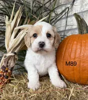 Hunter, a male Cockapoo for sale in West Point, IA – 5 of 10