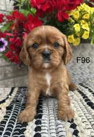 Ruby, a female Cavalier King Charles Spaniel for sale in West Point, IA – 3 of 9