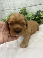 Lulu, a female Cavalier King Charles Spaniel for sale in West Point, IA – 6 of 6