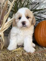 Toby, a male Cockapoo for sale in West Point, IA – 7 of 10
