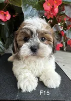 Nina, a female Maltipoo for sale in West Point, IA – 6 of 10