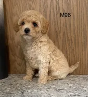 Fran, a male Maltipoo for sale in West Point, IA – 6 of 10