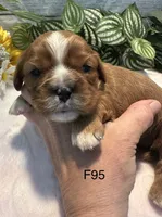 Bella, a female Cavalier King Charles Spaniel for sale in West Point, IA – 2 of 6