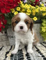 Luna, a female Cavalier King Charles Spaniel for sale in West Point, IA – 8 of 9