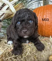 Milo, a male Poodle - Miniature  for sale in West Point, IA – 6 of 10
