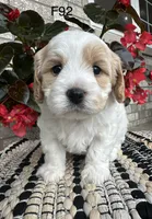 Bailey , a female Cavachon for sale in West Point, IA – 5 of 9