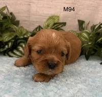 Walter, a male Cavalier King Charles Spaniel for sale in West Point, IA – 4 of 9