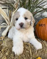 Finn, a male Cockapoo for sale in West Point, IA – 4 of 10