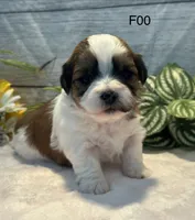 Mary, a female Bichon Frise and Shih Tzu for sale in West Point, IA – 2 of 8