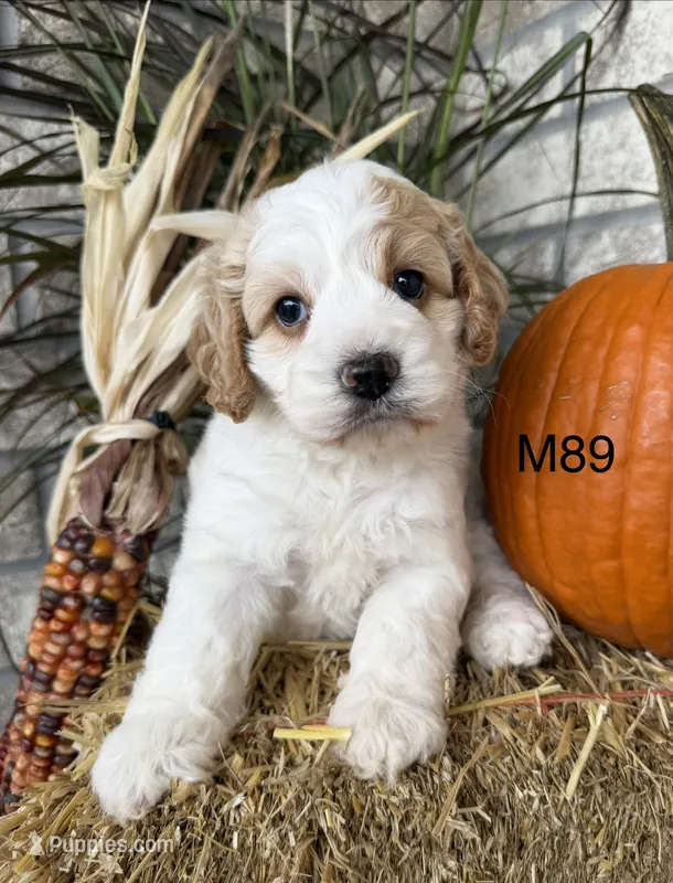 Kayce – Cockapoo puppy for sale in West Point, IA