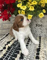 Luna, a female Cavalier King Charles Spaniel for sale in West Point, IA – 7 of 9