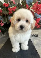 Nick, a male Maltipoo for sale in West Point, IA – 4 of 10