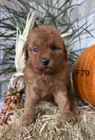 Molly, a female Poodle - Miniature  for sale in West Point, IA – 3 of 10