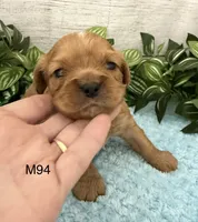 Walter, a male Cavalier King Charles Spaniel for sale in West Point, IA – 3 of 9