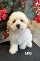 Hank, a male Maltipoo for sale in West Point, IA – 2 of 10