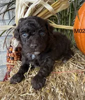 Winston , a male Poodle - Miniature  for sale in West Point, IA – 3 of 10