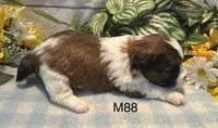 Teddy, a male Bichon Frise and Shih Tzu for sale in West Point, IA – 3 of 9