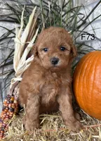 Sophie, a female Poodle - Miniature  for sale in West Point, IA – 6 of 10