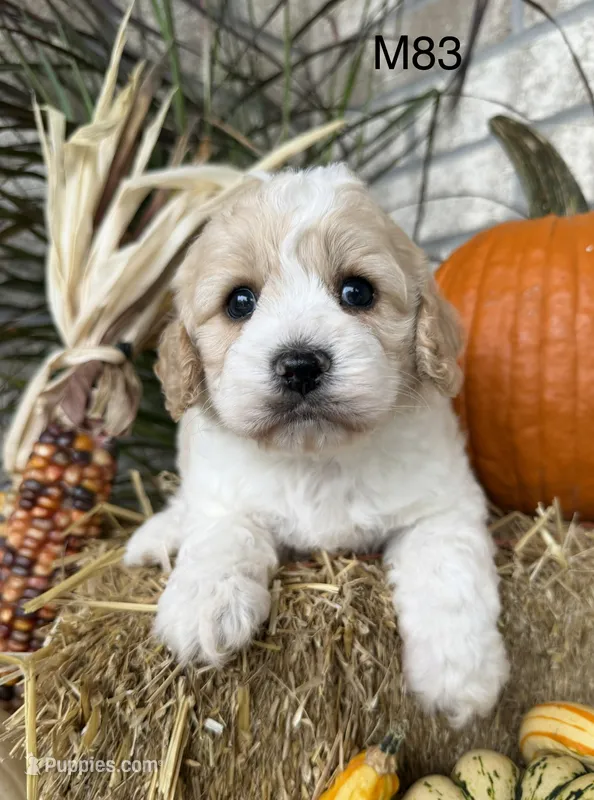Oakley – Cockapoo puppy for sale in West Point, IA