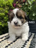 Buddy, a male Bichon Frise and Shih Tzu for sale in West Point, IA – 7 of 10