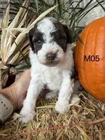 Zeus, a male Poodle - Miniature  for sale in West Point, IA – 5 of 10