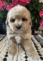 Toby, a male Maltipoo for sale in West Point, IA – 10 of 10