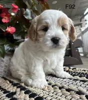 Bailey , a female Cavachon for sale in West Point, IA – 8 of 9