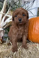 Lainey, a female Poodle - Miniature  for sale in West Point, IA – 2 of 10